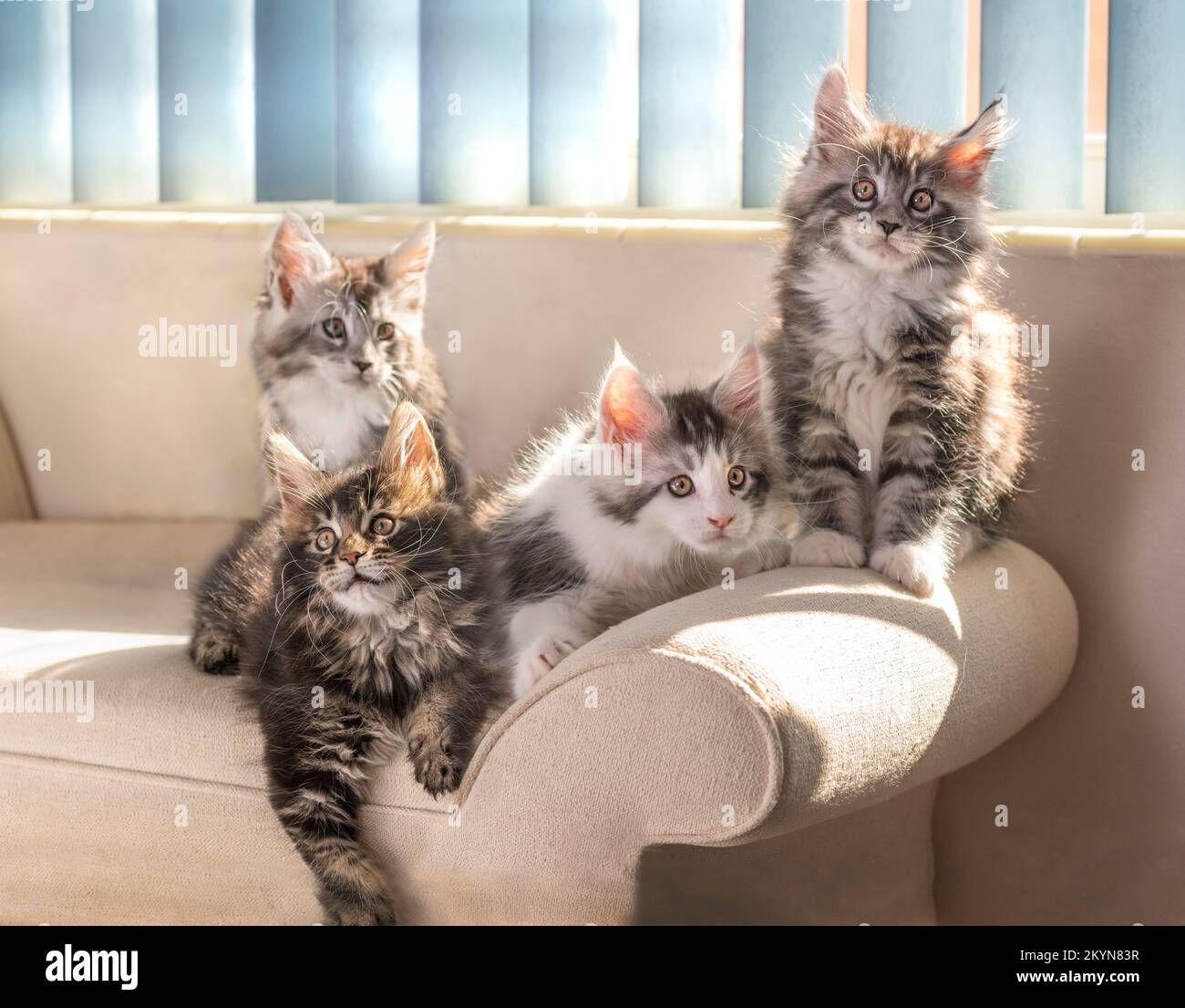 Müll von Maine Coon Cat Kätzchen auf dem Sofa, 9 Wochen alt Stockfoto