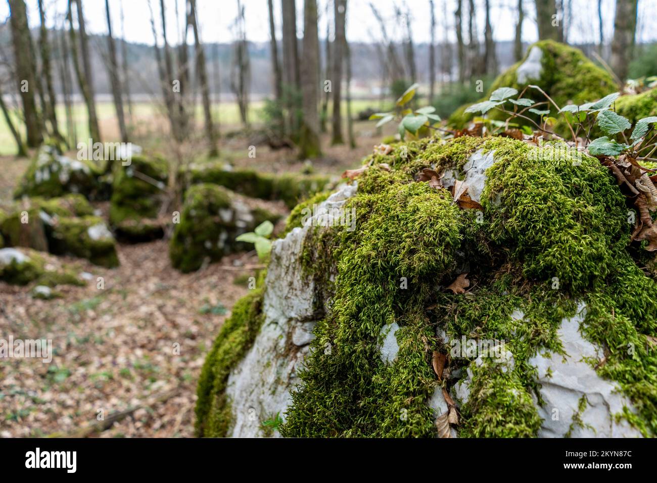 Karstlandschaft im Winter im slowenischen Wald Stockfoto