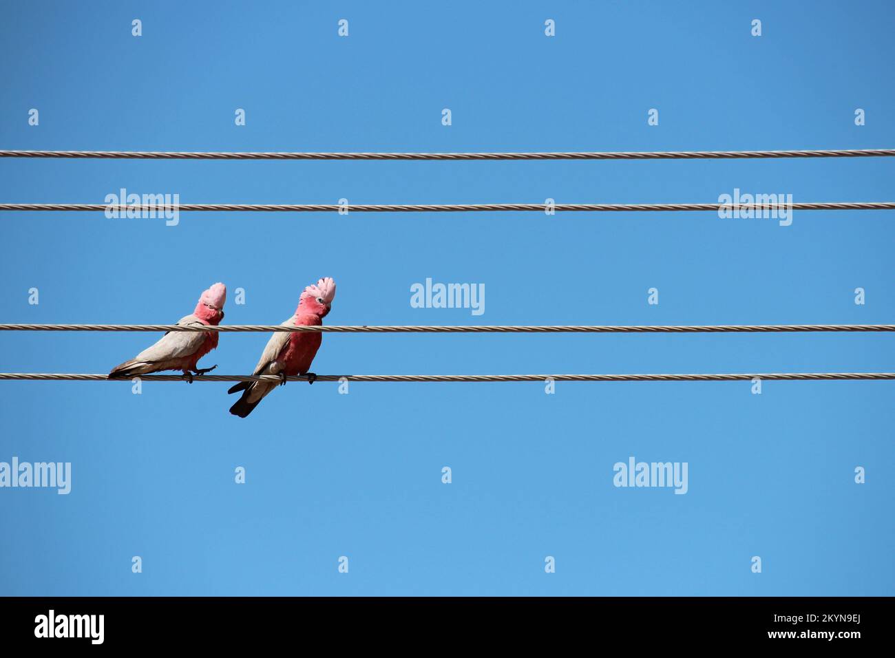 galahs in australien Stockfoto