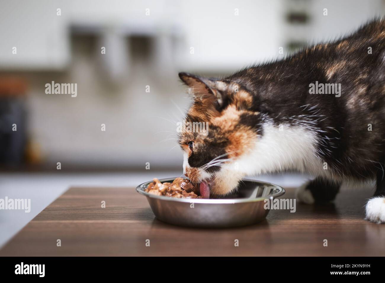 Haustier. Die süße braune Katze isst zu Hause aus einer Metallschüssel. Stockfoto
