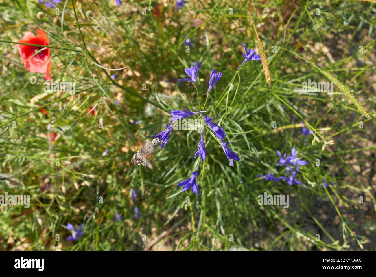 Consolidda regalis in Blüte Stockfoto