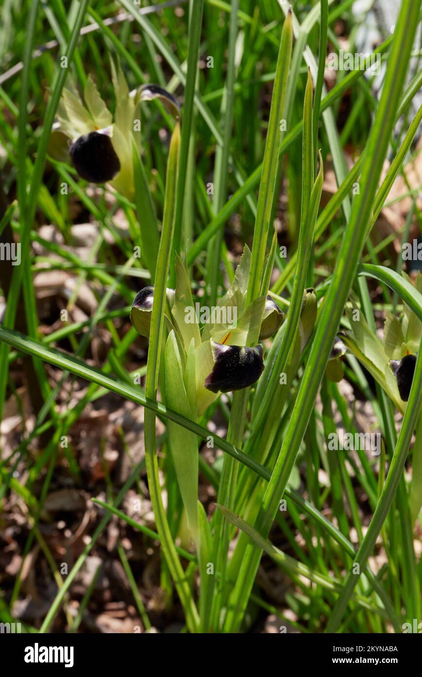 Iris tuberosa Blume aus der Nähe Stockfoto