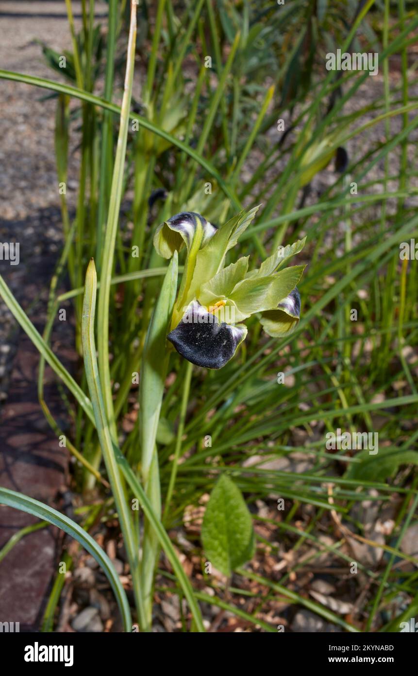 Iris tuberosa Blume aus der Nähe Stockfoto