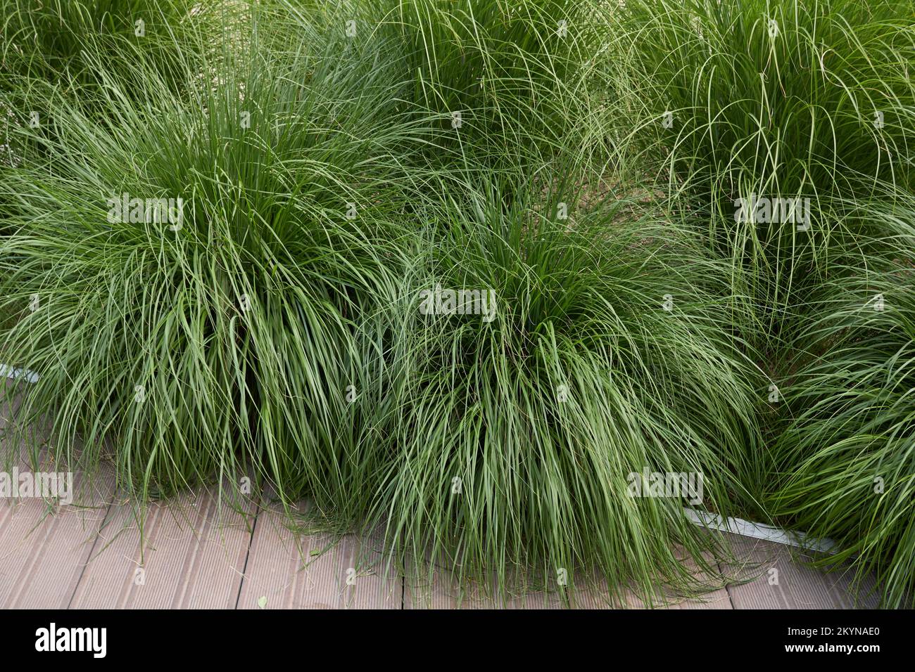 Miscanthus sinensis-Pflanzen im Ziergarten Stockfoto