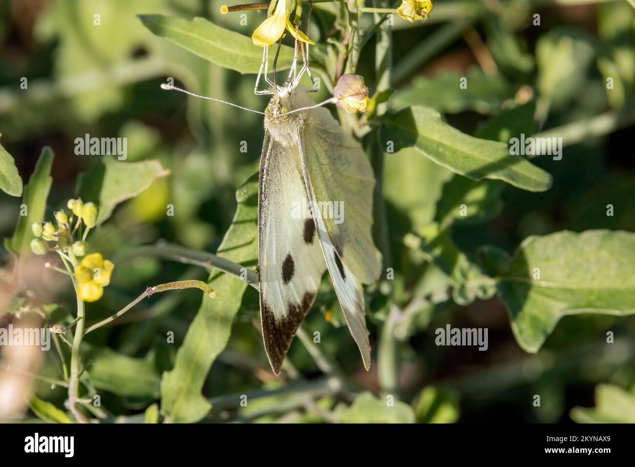 Der Weißbauch (Pieris napi) ist ein Schmetterling der Familie Pieridae. Aufnahme entlang des trocknenden Rio Jute, La Herradura, Almuneca, an Stockfoto