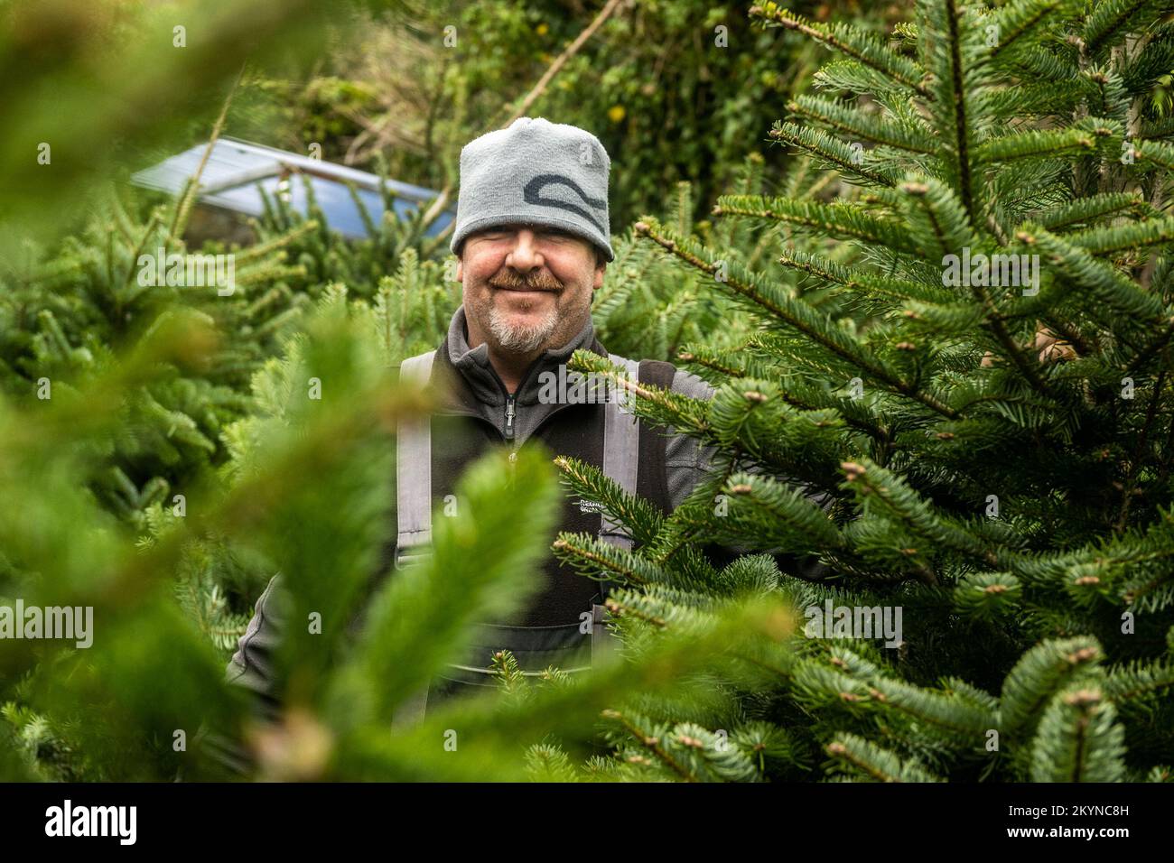 Clonakilty, West Cork, Irland. 1.. Dezember 2022. In Clonakilty wurde ein Weihnachtsbaumdepot eröffnet. Patrick, der jedes Jahr Weihnachtsbäume in Clonakilty verkauft, geht davon aus, bis Weihnachten bis zu 200 Bäume zu verkaufen. Kredit: AG News/Alamy Live News Stockfoto