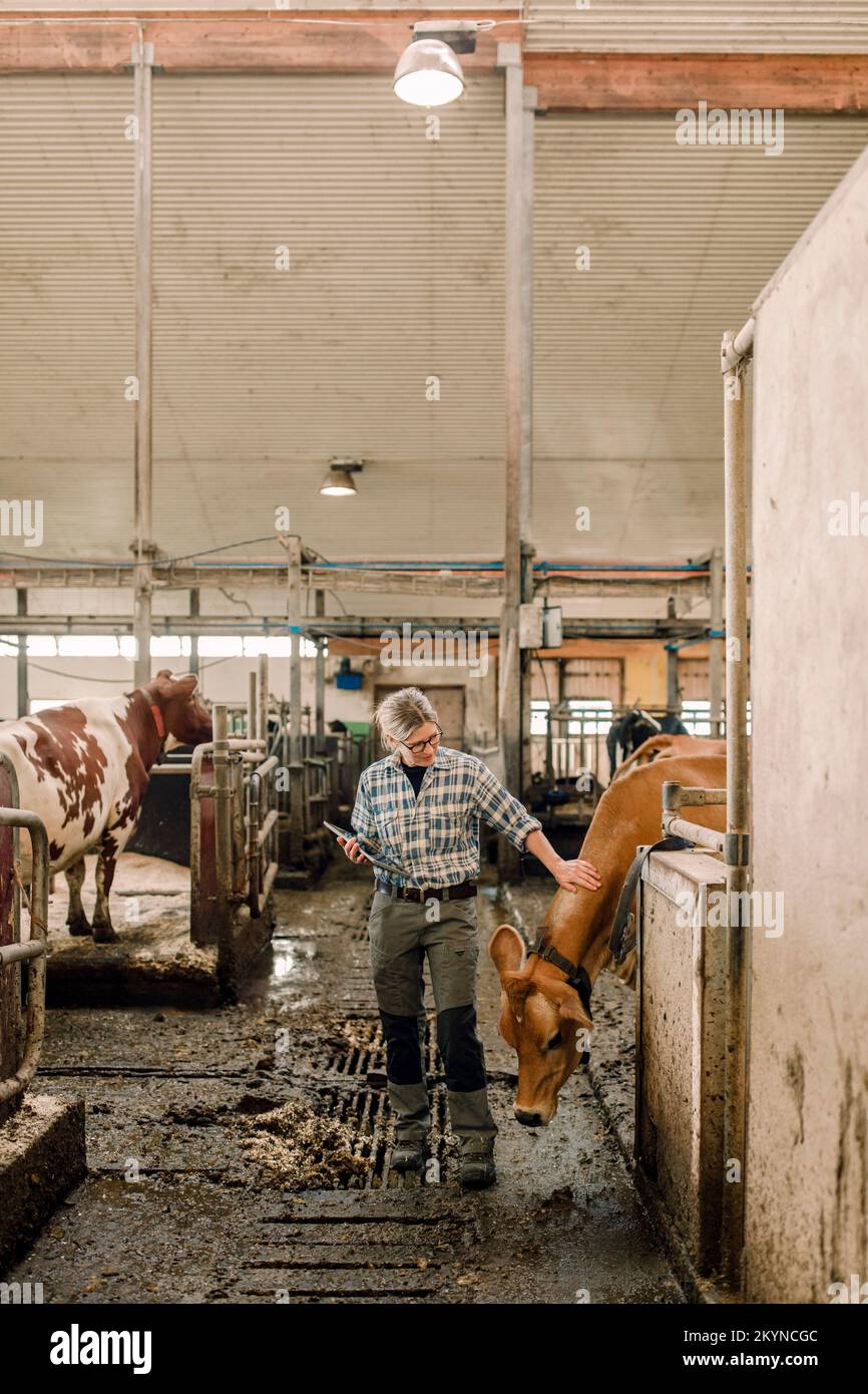 Landwirtin mit Tablet-PC zur Untersuchung von Kühen in Rinderhaltungsbetrieben Stockfoto