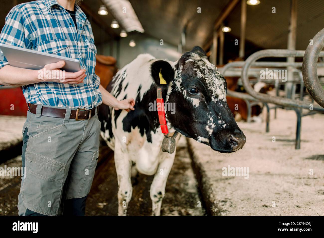 Landwirt mit Tablet-PC, der im Rinderhaltungsbetrieb neben der Kuh steht Stockfoto