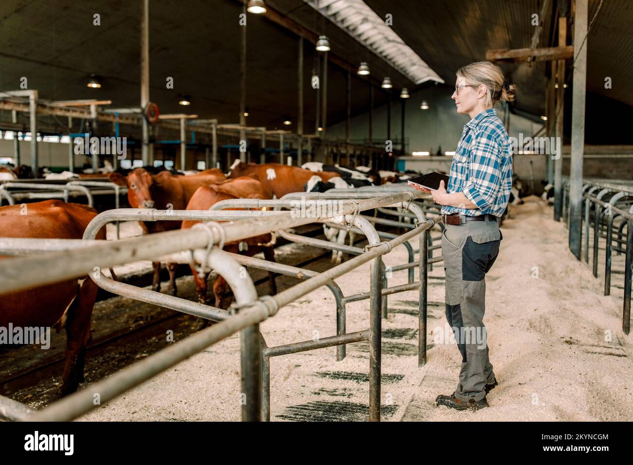 Landwirt mit digitaler Tablette zur Untersuchung von Kühen in Rinderhaltungsbetrieben Stockfoto