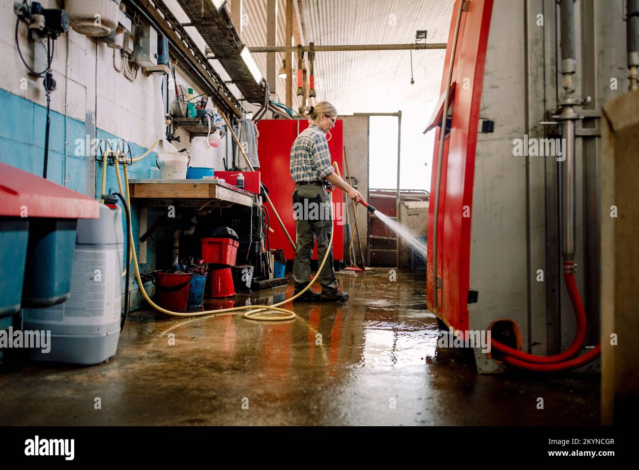 Bauer, der Rohre hält und den Boden in der Rinderfarm mit Wasser reinigt Stockfoto