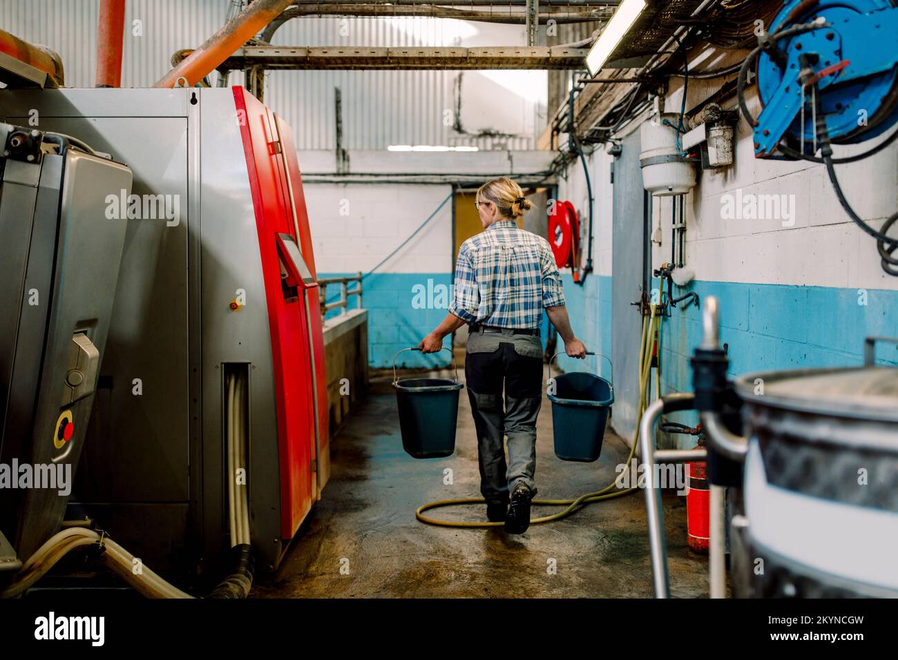 Eine Farmerin, die mit Eimern auf der Viehzucht spaziert Stockfoto