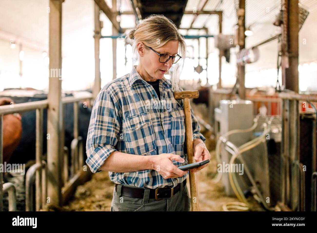 Ein Bauer, der sein Smartphone benutzt, steht mit dem Hammer auf der Viehzucht Stockfoto