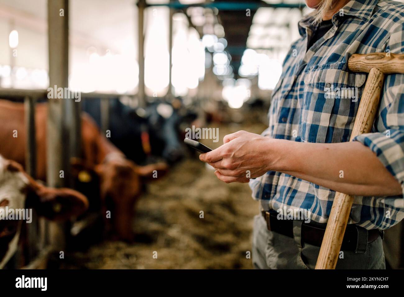 Eine Bauerin, die ein Smartphone benutzt und mit dem Hammer auf der Viehzucht steht Stockfoto