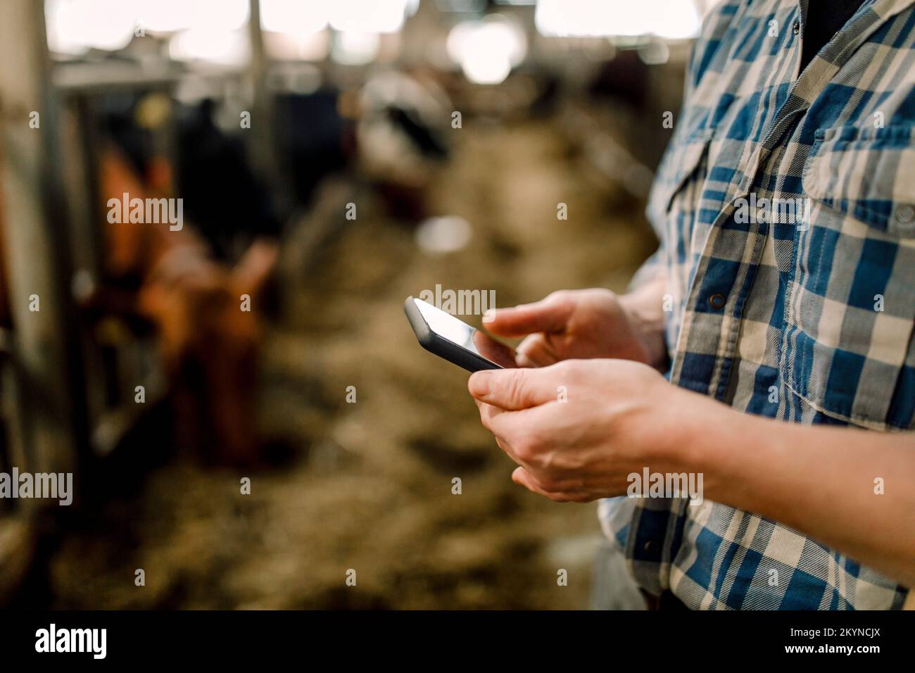 Ein Bauer, der sein Smartphone benutzt, steht mit dem Hammer auf der Viehzucht Stockfoto