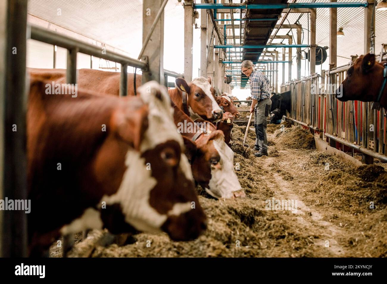 Landwirtinnen, die Kühe in Rinderhaltungsbetrieben mit Schaufeln säubern Stockfoto
