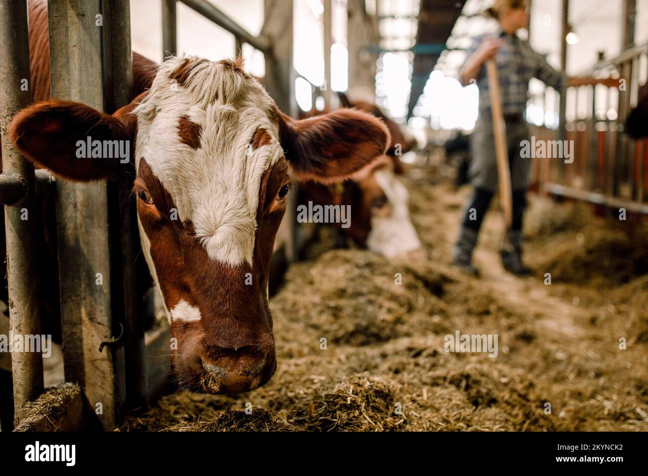 Kuh mit Tiermarke auf Rinderzucht Stockfoto
