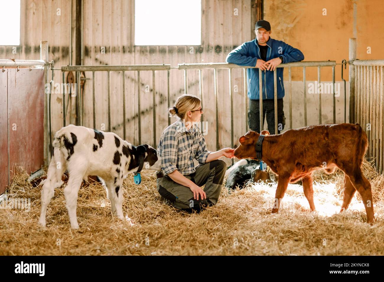 Reife Landwirte, die Kälber in Rinderhaltungsbetrieben untersuchen und füttern Stockfoto