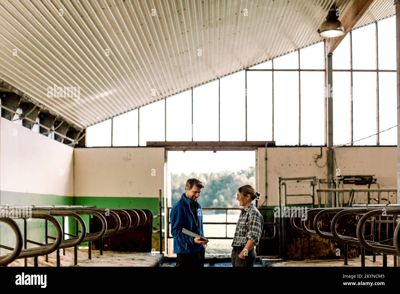 Glückliche Landwirte mit Tablet-PC, die auf der Rinderzucht diskutieren Stockfoto