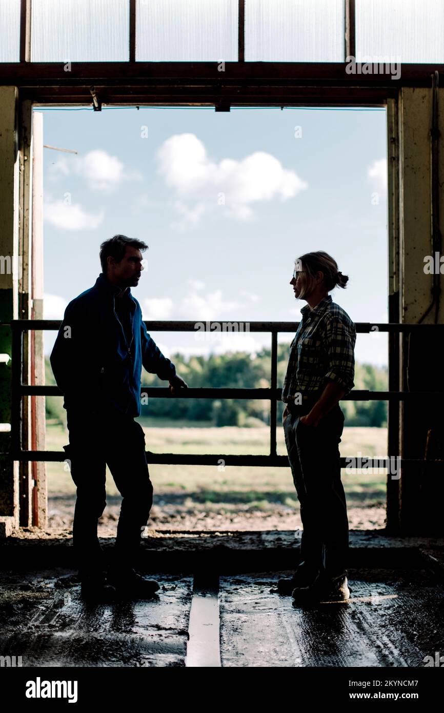 Bauern stehen vor der Tür und diskutieren auf der Rinderfarm Stockfoto
