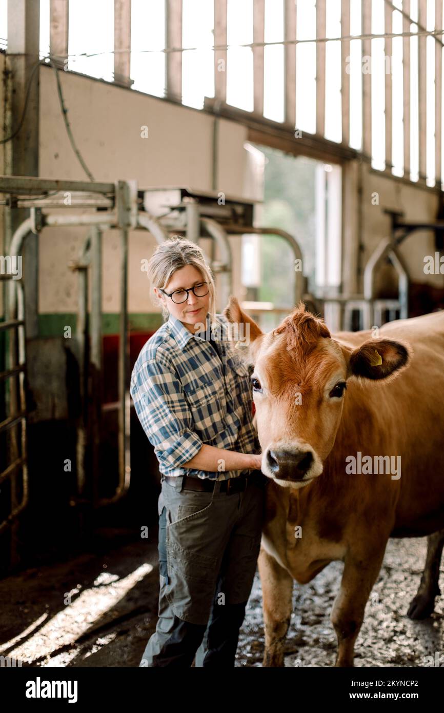 Reife Landwirtinnen im Rinderhaltungsbetrieb mit Kuh Stockfoto
