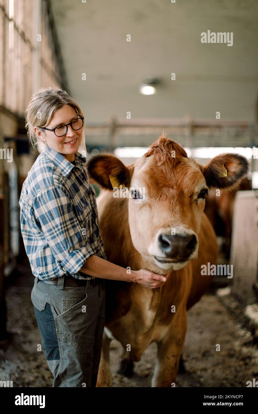 Glücklicher reifer Bauer, der mit der Kuh auf der Rinderfarm steht Stockfoto