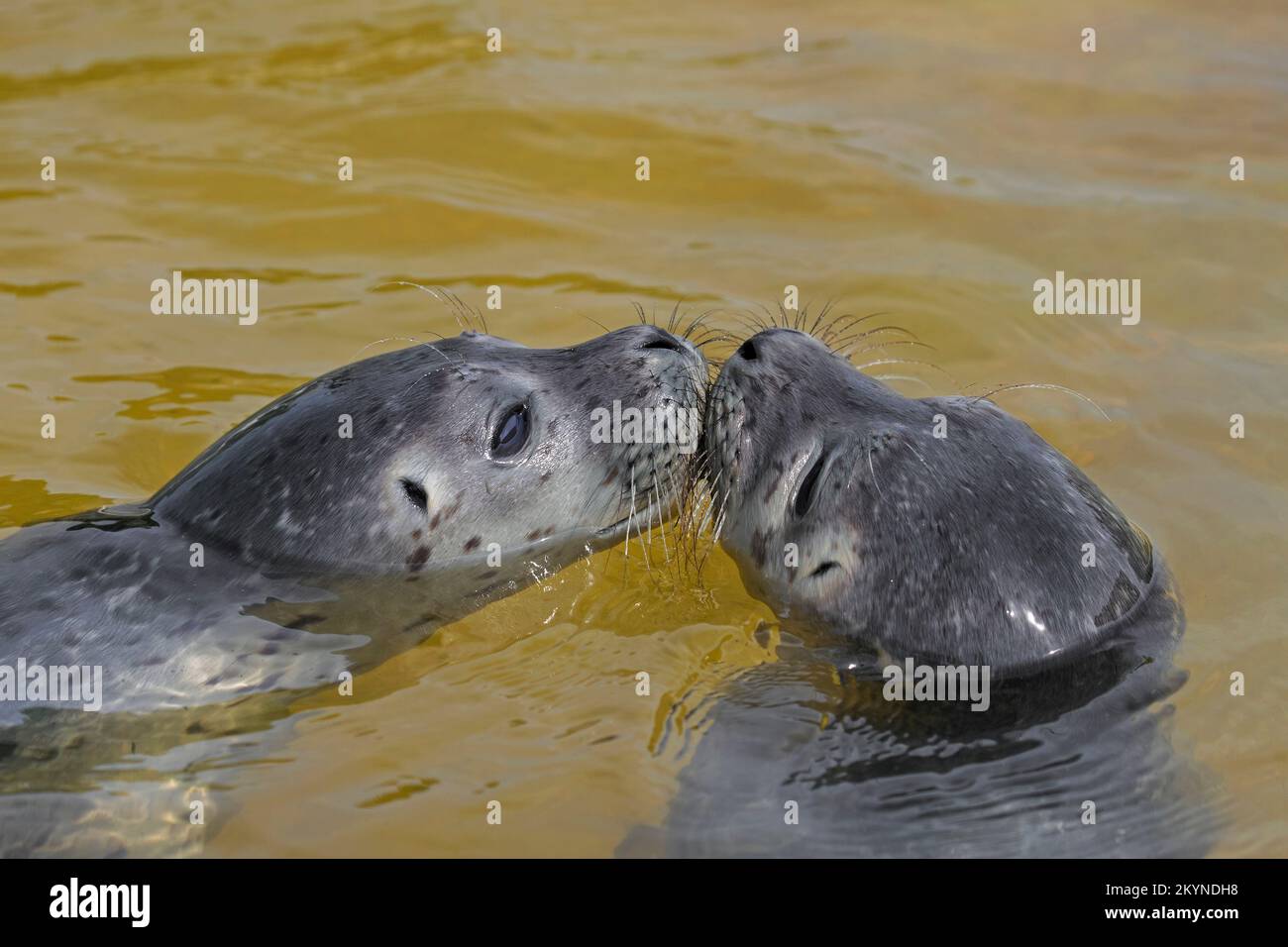 Zwei junge Robben/Seehunde (Phoca vitulina) Nahaufnahme von Jungtieren, die in der Nordsee schwimmen Stockfoto