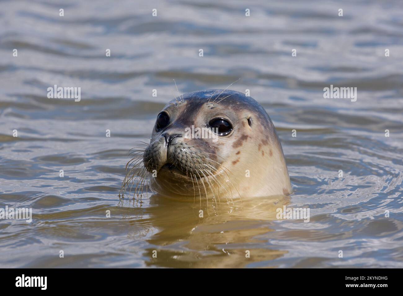 Junge Seerobbe/Seehunde (Phoca vitulina) Nahaufnahme von Jugendlichen, die in der Nordsee schwimmen Stockfoto