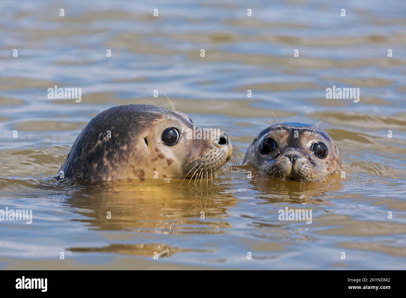 Zwei junge Robben/Seehunde (Phoca vitulina) Nahaufnahme von Jungtieren, die in der Nordsee schwimmen Stockfoto