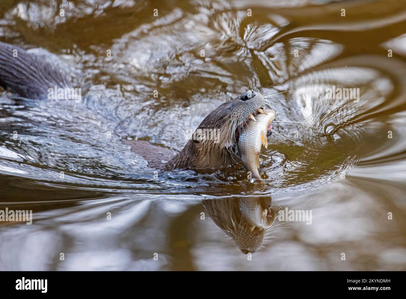 Eurasischer Fischotter / Europäischer Flussotter (Lutra lutra) beim Verzehr von gefangenen Süßwasserfischen im Wasser des Sees Stockfoto