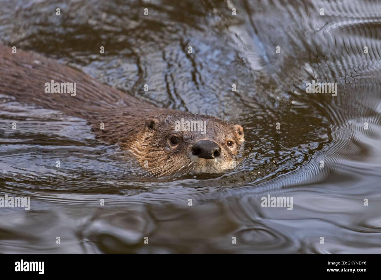 Eurasischer Otter/Europäischer Flussotter (Lutra lutra), der im Wasser eines Teiches schwimmt Stockfoto