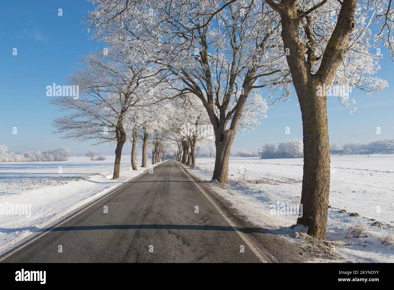 Kleinblättrige Lindenbäume (Tilia cordata), die im Winter an die Landstraße auf schneebedeckten Landschaften grenzt, Schleswig-Holstein, Deutschland Stockfoto