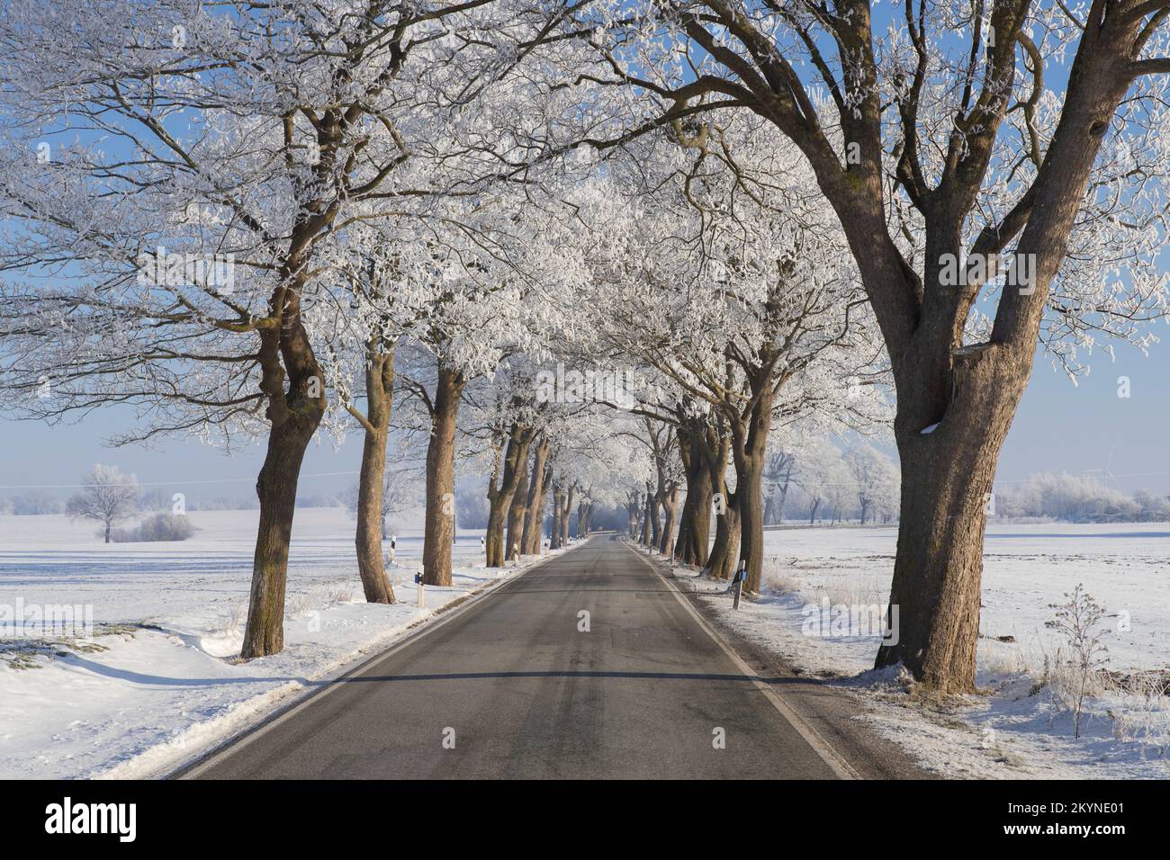 Kleinblättrige Lindenbäume (Tilia cordata), die im Winter an die Landstraße auf schneebedeckten Landschaften grenzt, Schleswig-Holstein, Deutschland Stockfoto