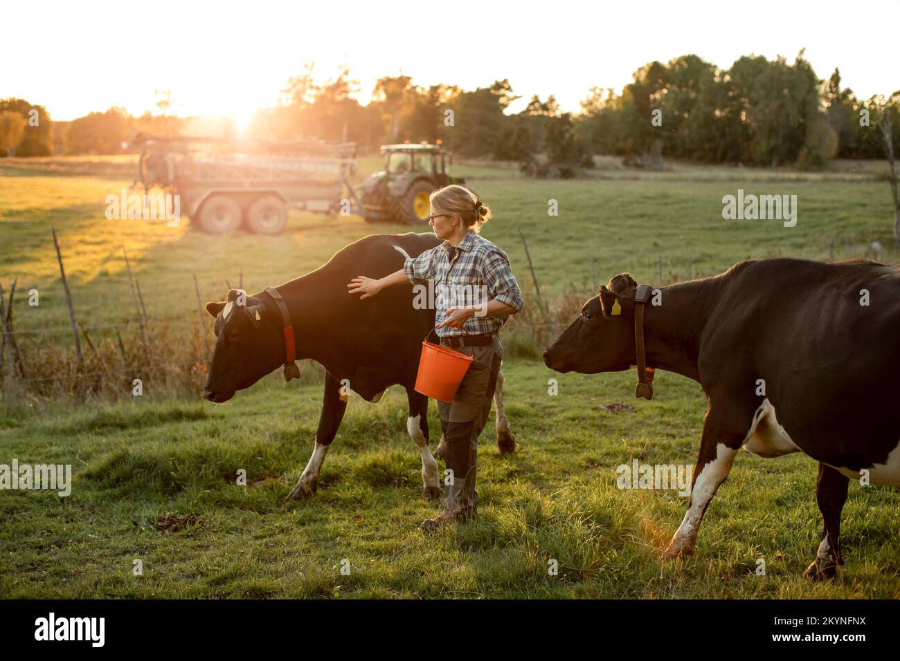 Weibliche Landwirtin mit Kühen auf dem Feld bei Sonnenuntergang Stockfoto
