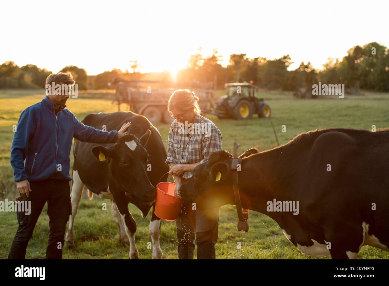 Reife Landwirte füttern Kühe bei Sonnenuntergang auf dem Feld Stockfoto