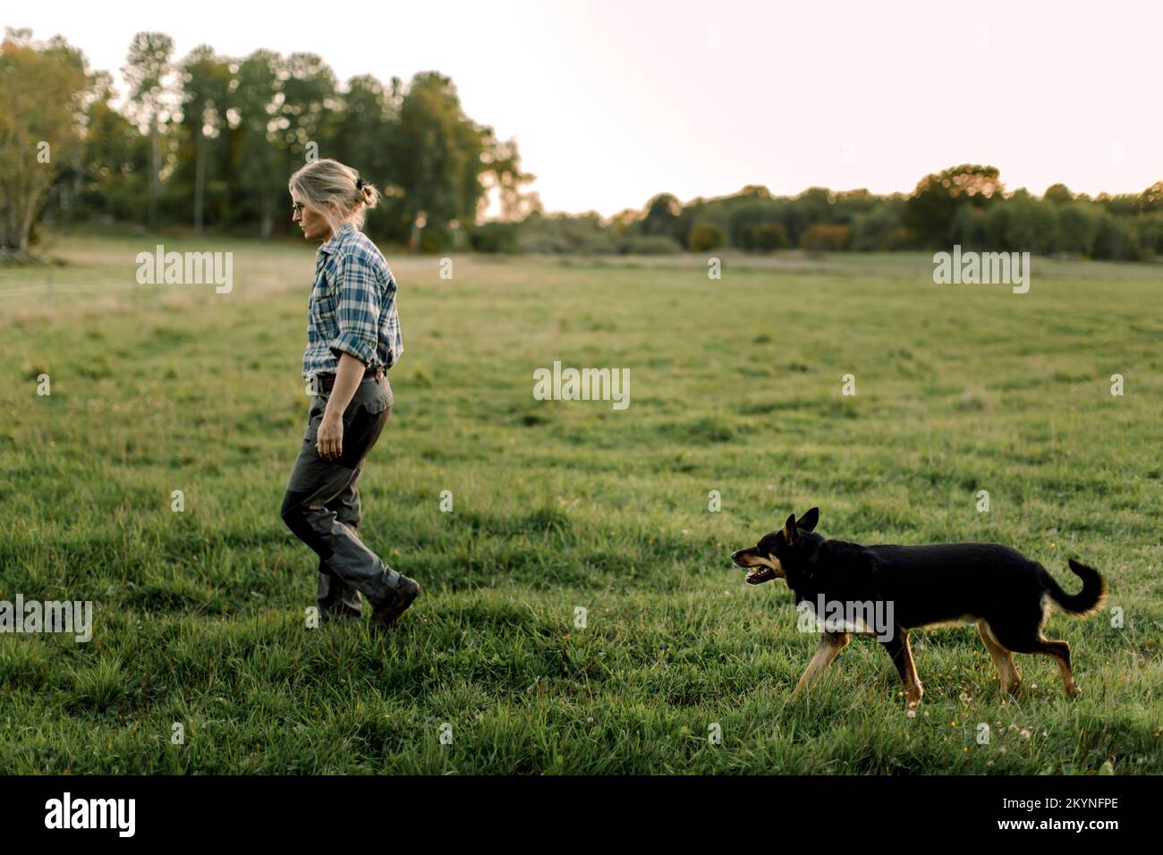 Farmerin mit Hund, die während des Sonnenuntergangs auf dem Feld spaziert Stockfoto