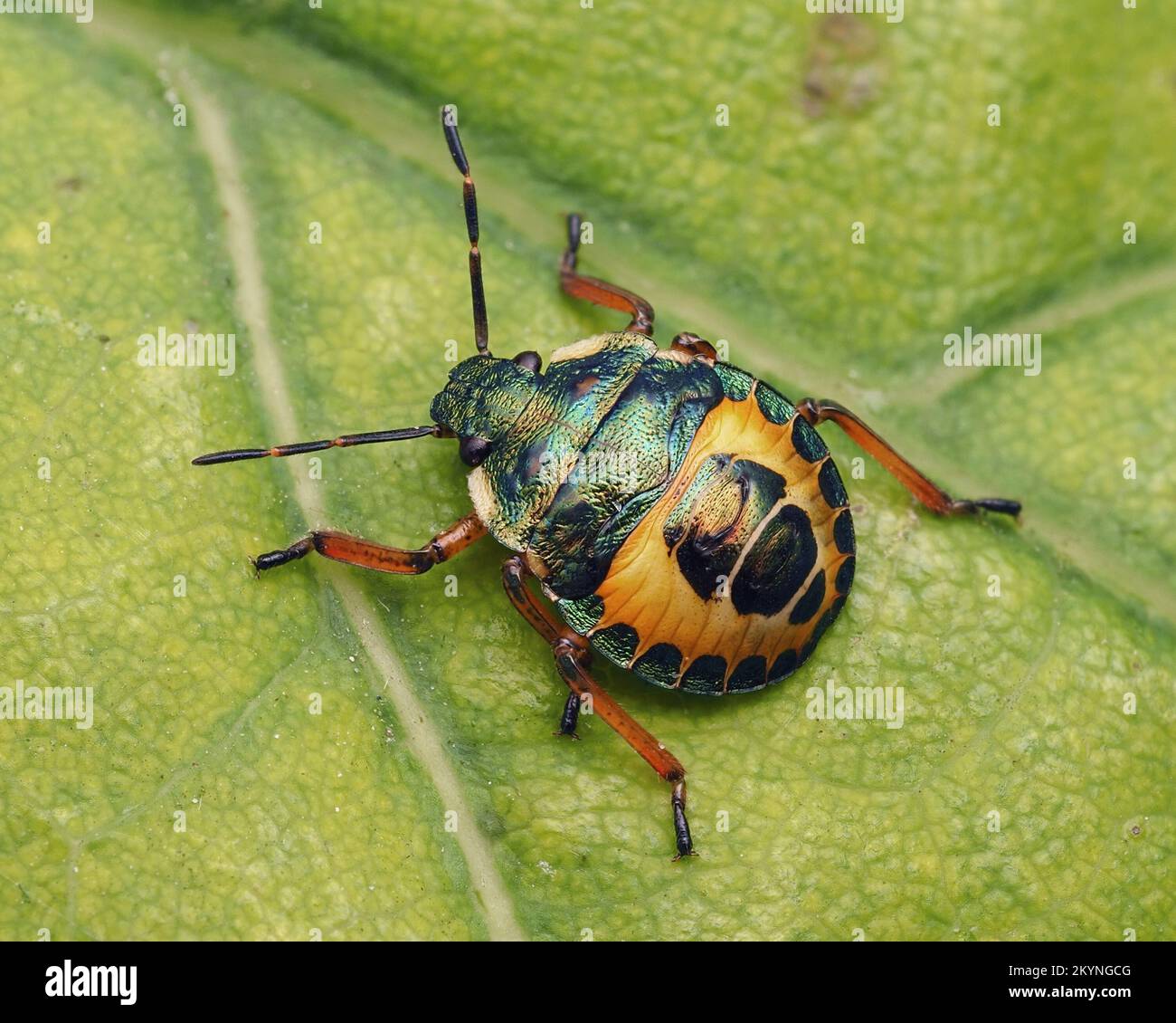 Bronzeschildbug Nymphe (Troilus luridus) in Ruhe auf dem Blatt. Tipperary, Irland Stockfoto