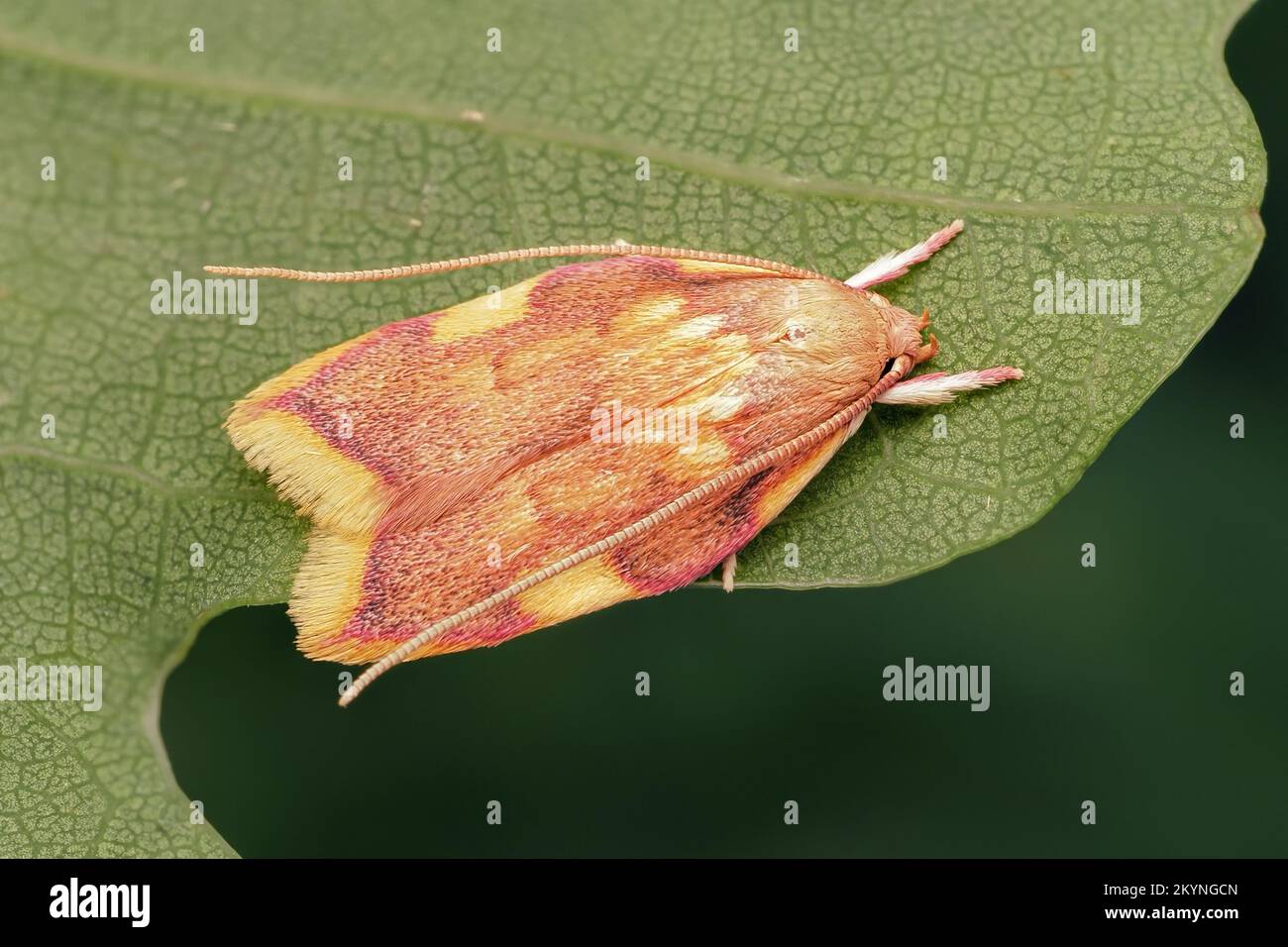 Carcina quercana Motte auf der Unterseite des Eichenblattes. Tipperary, Irland Stockfoto