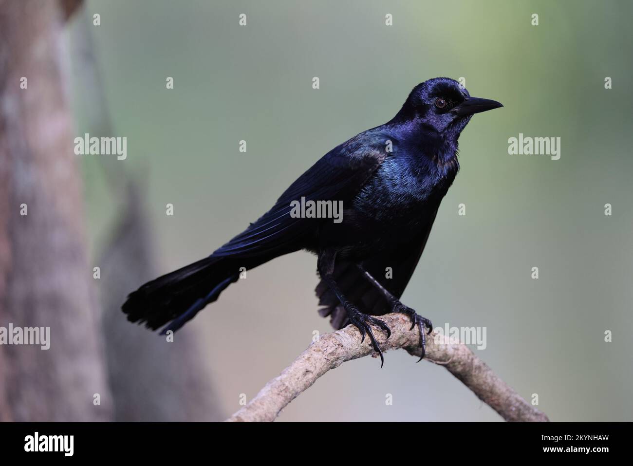 Grackle Circle B Bar Reserve Florida USA Stockfoto