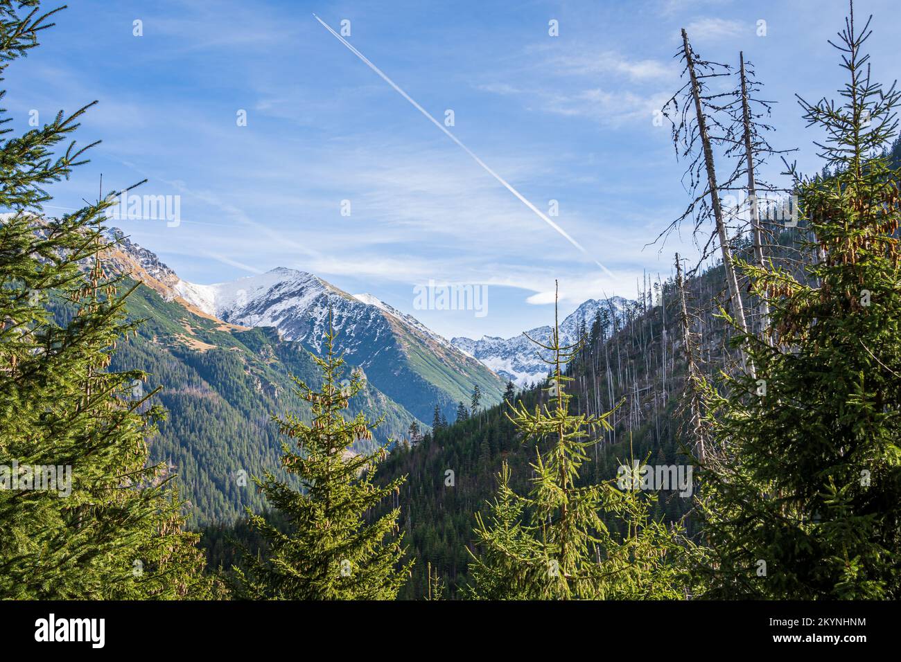 Berge und Kiefern wunderschöne Landschaft im Nationalpark High Tatras in der Nähe von Zakopane, Polen. Stockfoto