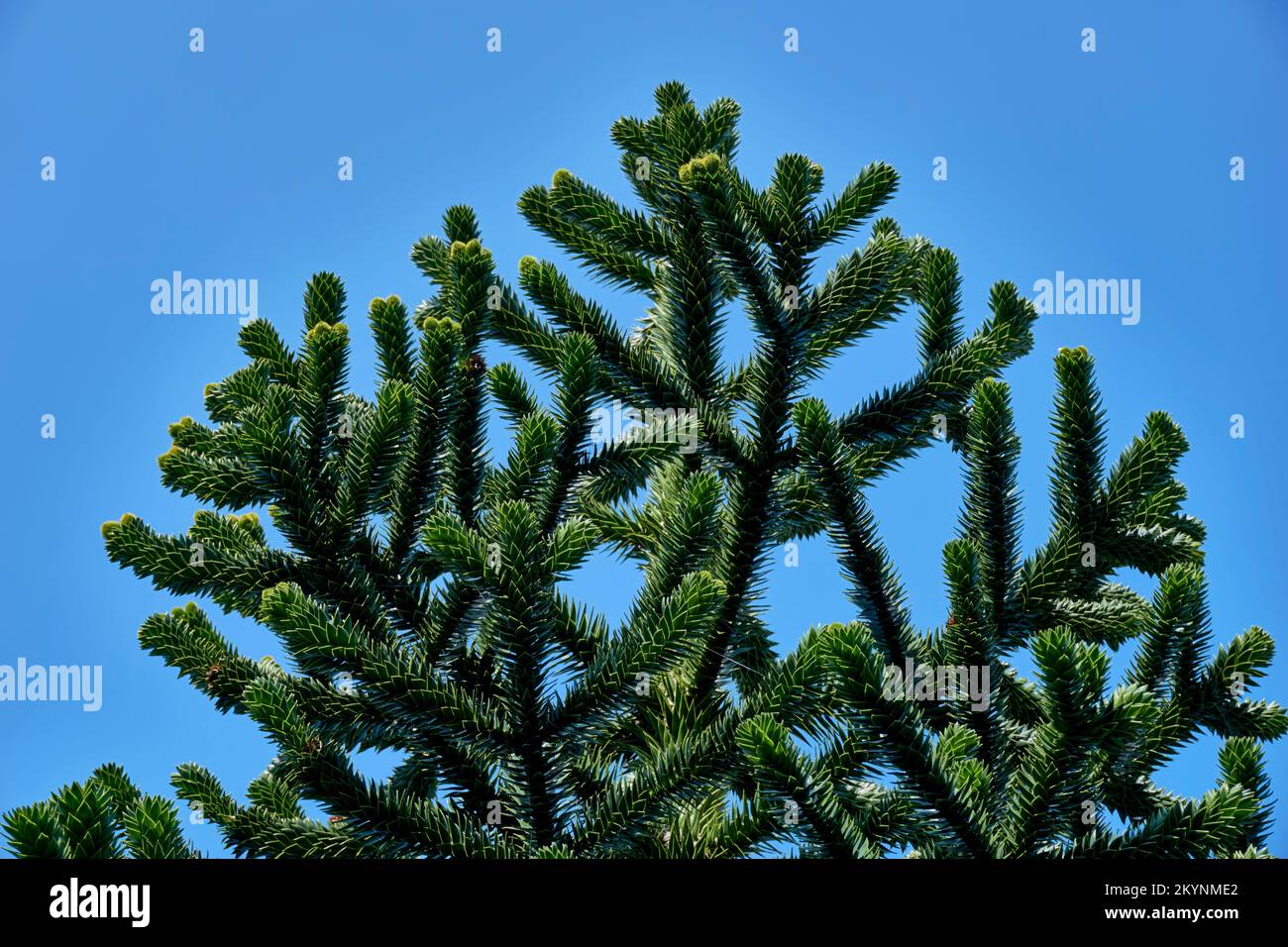 Die oberen Äste des Affenpuzzle Tree Araucaria Araucana vor einem blauen Himmel. Stockfoto
