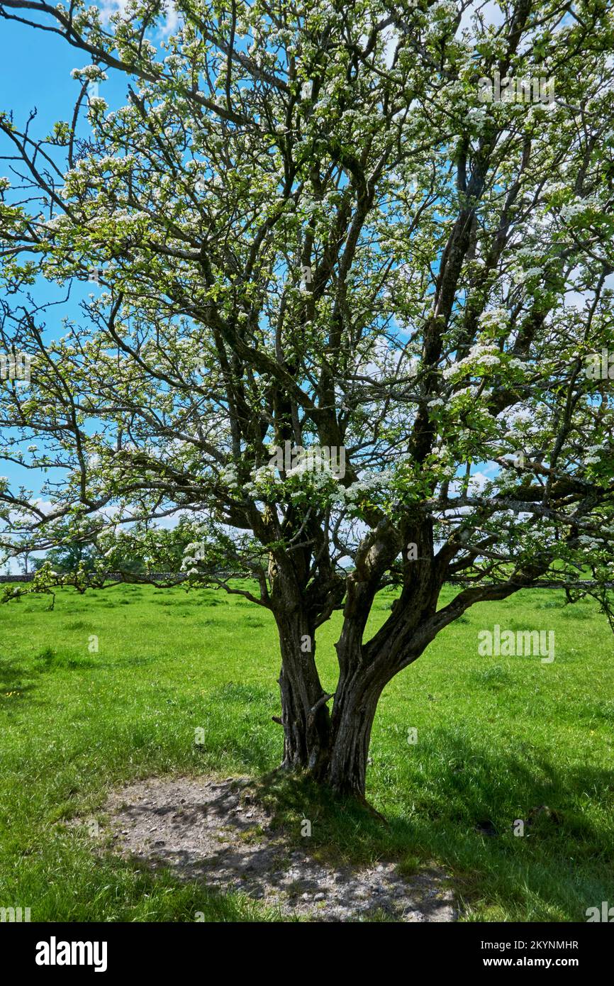 Ein alter Weißdornbaum in der Blume Crataegus monogyna auf einem Feld. Stockfoto