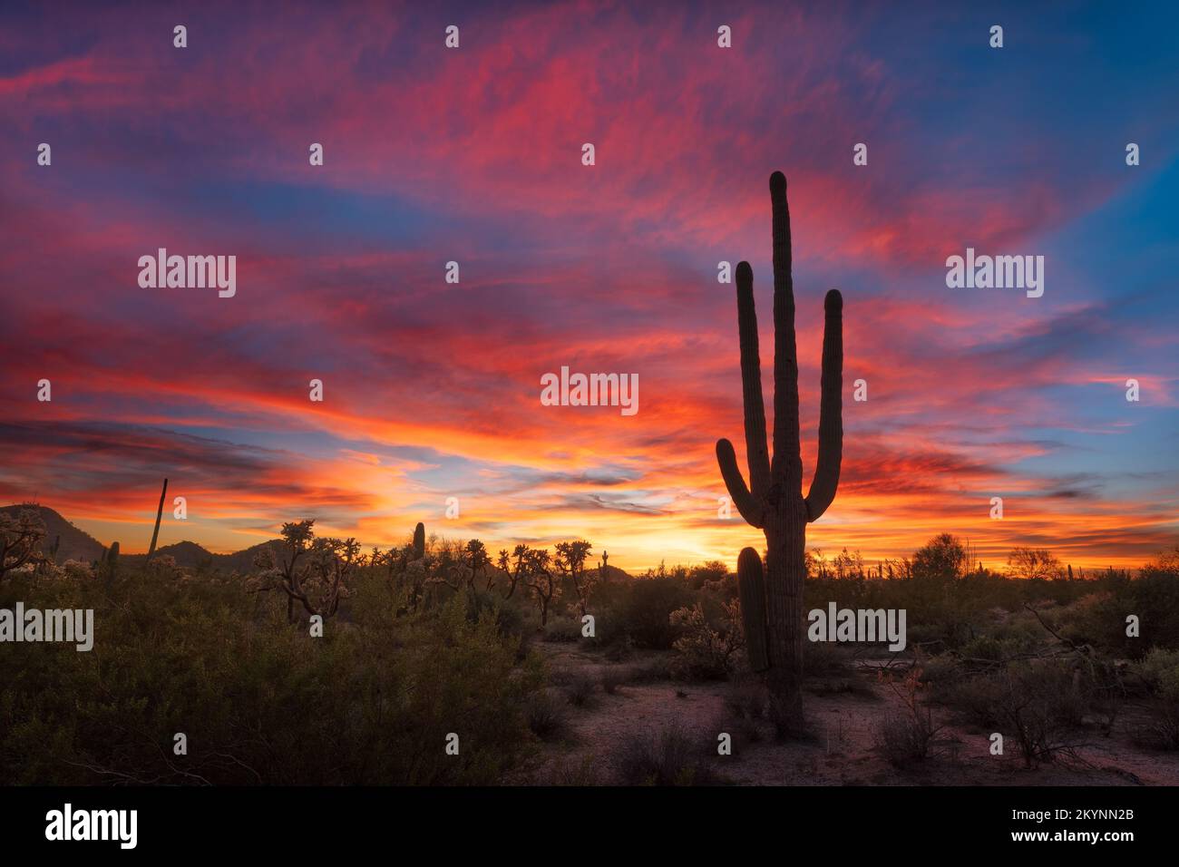 Malerische Landschaft mit farbenfrohem Sonnenuntergang in der Sonora-Wüste und Saguaro Cactus in der Nähe von Phoenix, Arizona Stockfoto