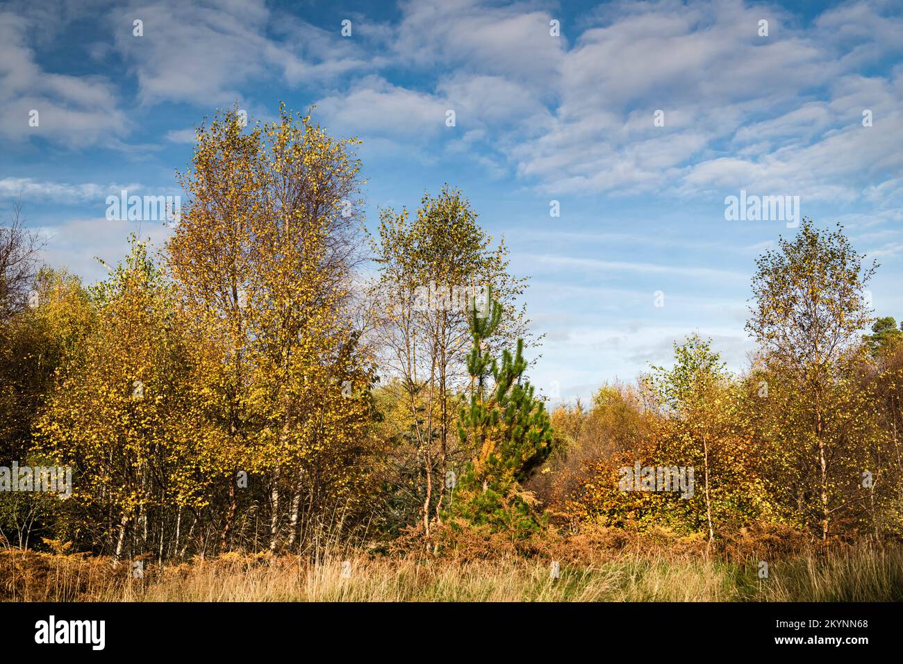 Ein sonniges, herbstliches HDR-Bild von Silver Birch Trees, Betula Pendula, in Borgie Breco an der Nordküste 500, Sutherland, Schottland. 27. Oktober 2022 Stockfoto