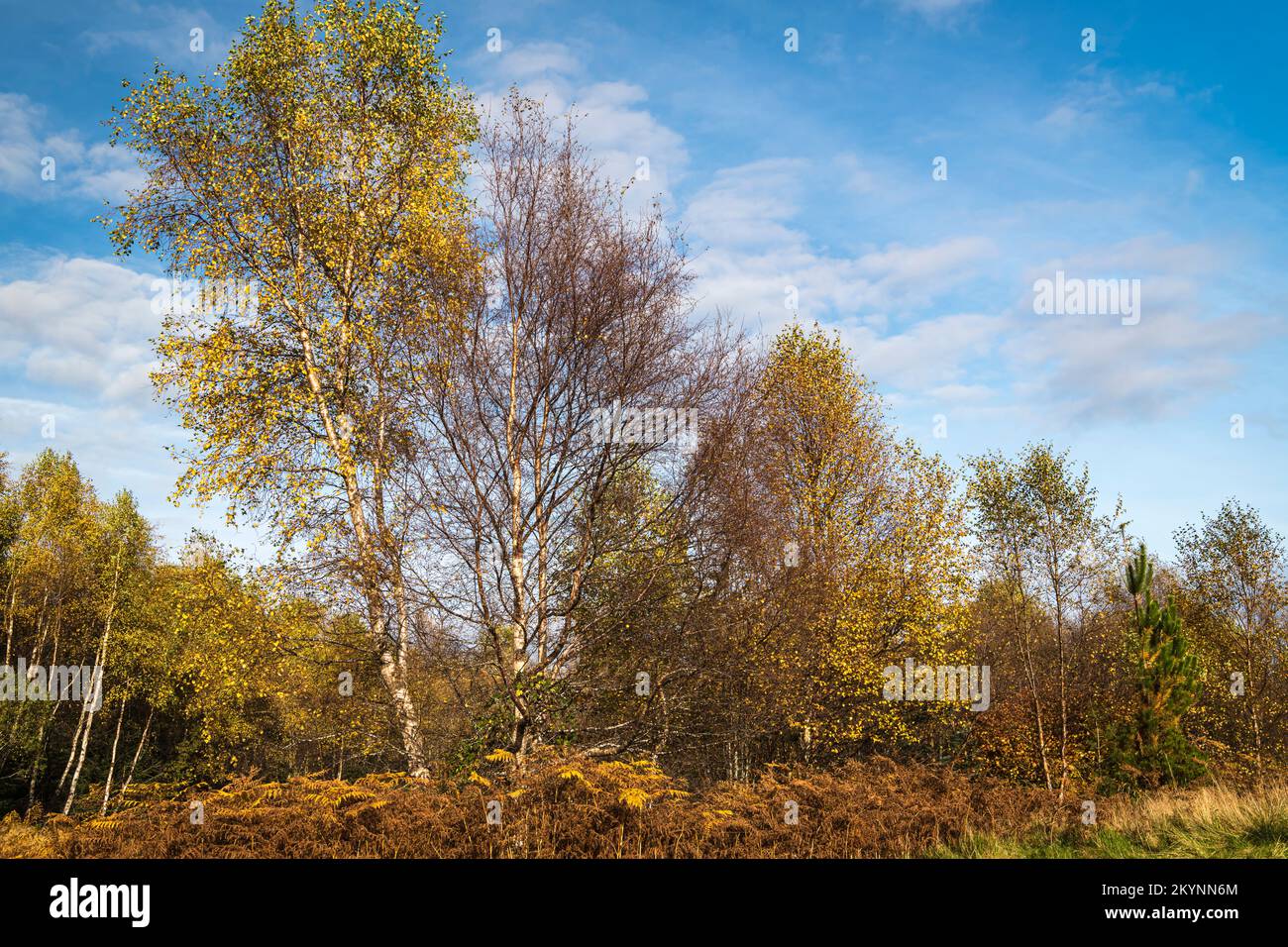 Ein sonniges, herbstliches HDR-Bild von Silver Birch Trees, Betula Pendula, in Borgie Breco an der Nordküste 500, Sutherland, Schottland. 27. Oktober 2022 Stockfoto