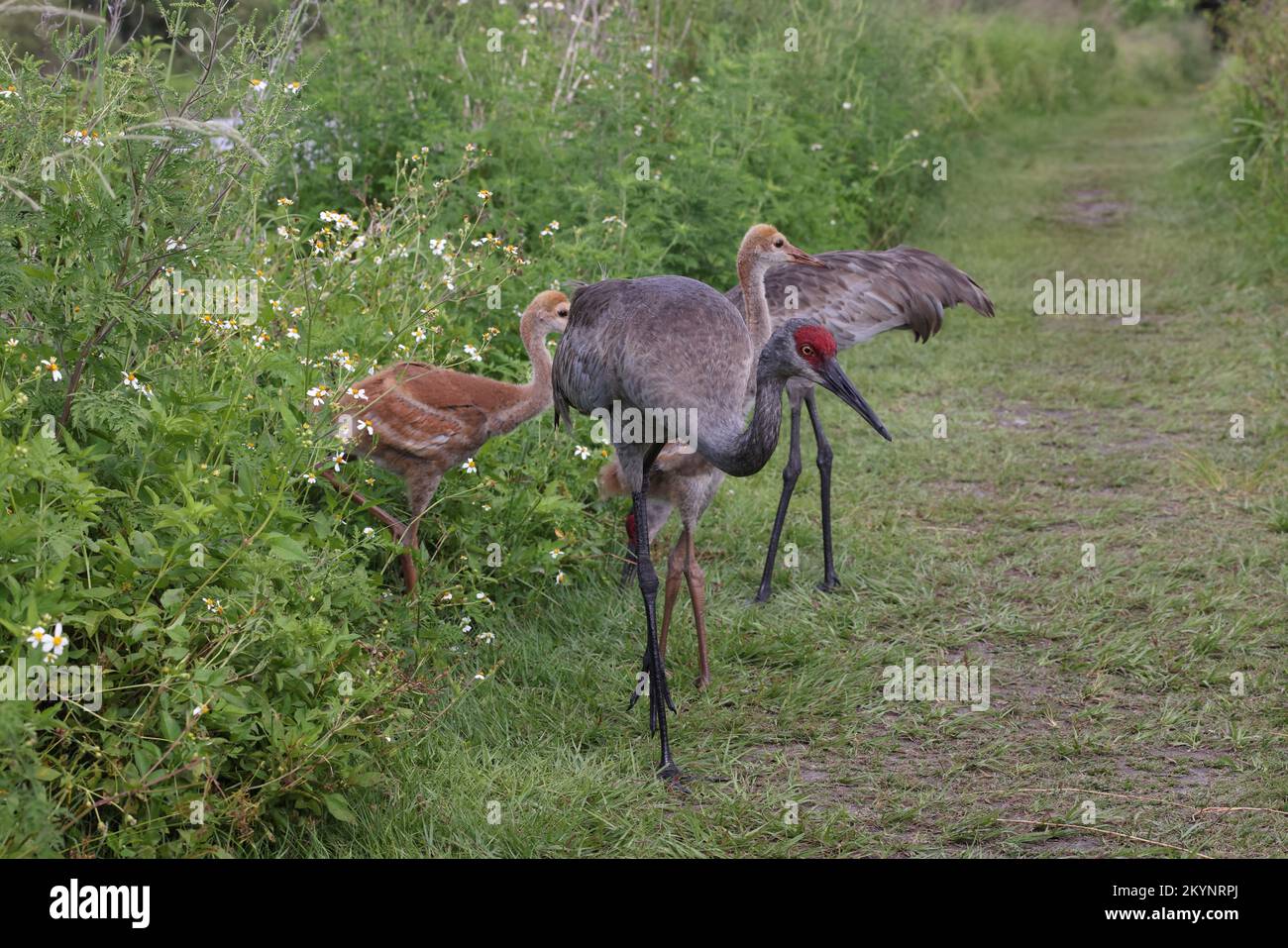 Sandhill Cranes mit Küken auf der Suche nach Nahrung, Circle B Bar Reserve, Florida, USA Stockfoto