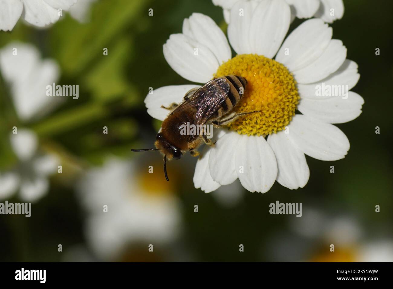 Bienen ähnlich wie Colletes daviesanus, Colletes fodiens oder Colletes similis, Familie Gipsbienen, Polyesterbienen Colletidae. Blumen der Feverfew Stockfoto