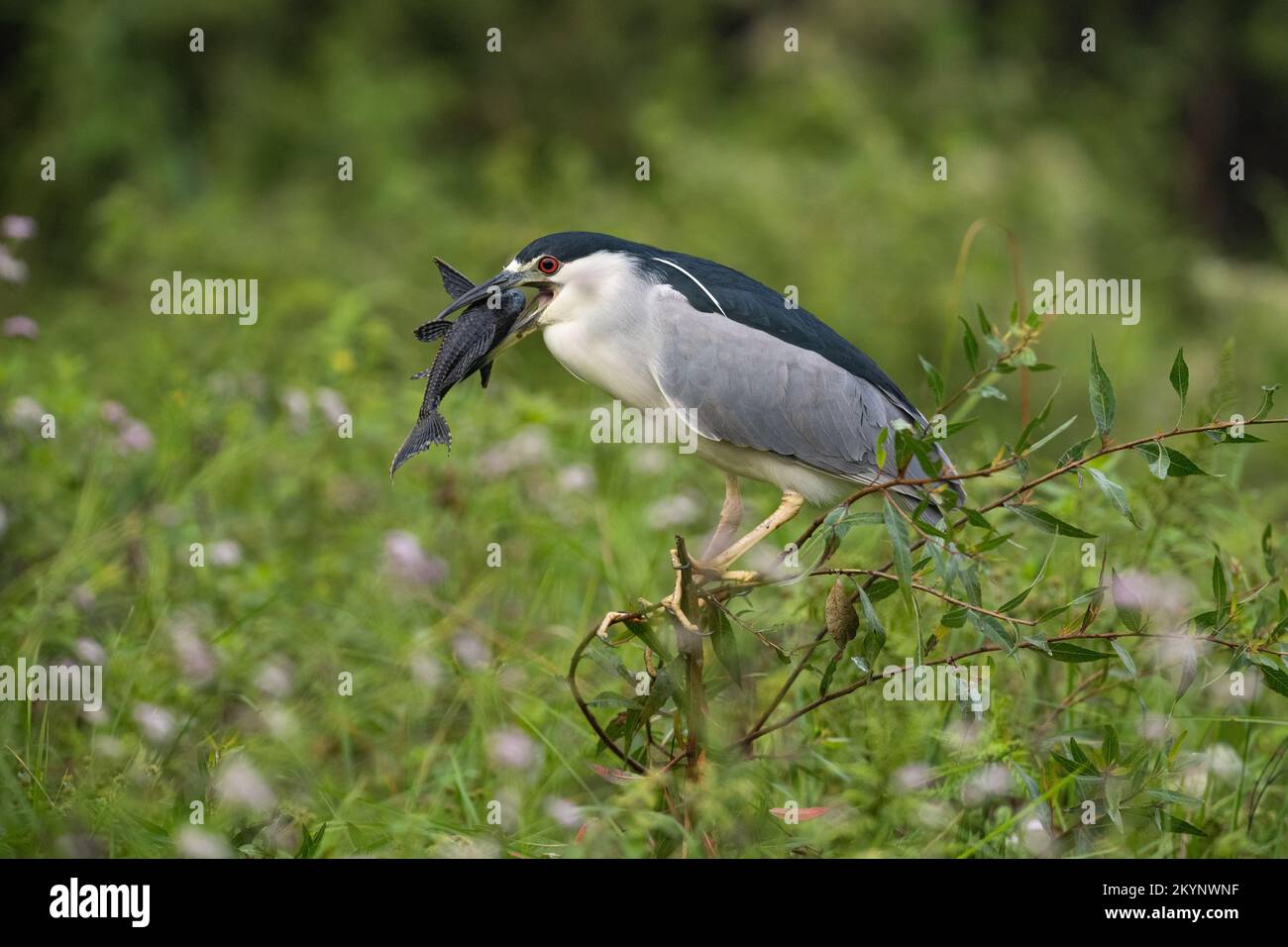 Ein Schwarzkronen-Nachtreiher (Nycticorax nycticorax) mit einem Panzerfisch, den er gerade gefangen hatte, in North Pantanal, Brasilien Stockfoto