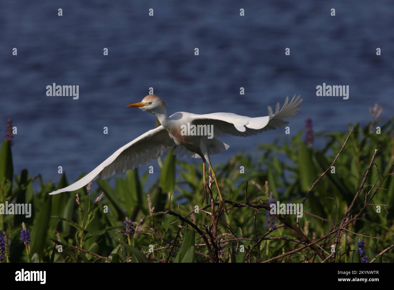 Rindereier (Bubulcus ibis)Circle B Bar Reserve Florida USA Stockfoto