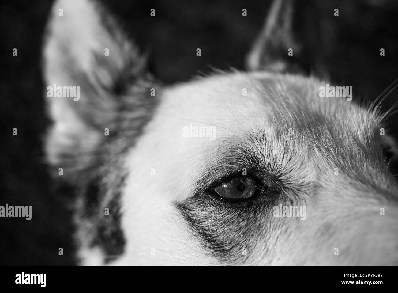 Heftiger Blick auf einen Hund Stockfoto