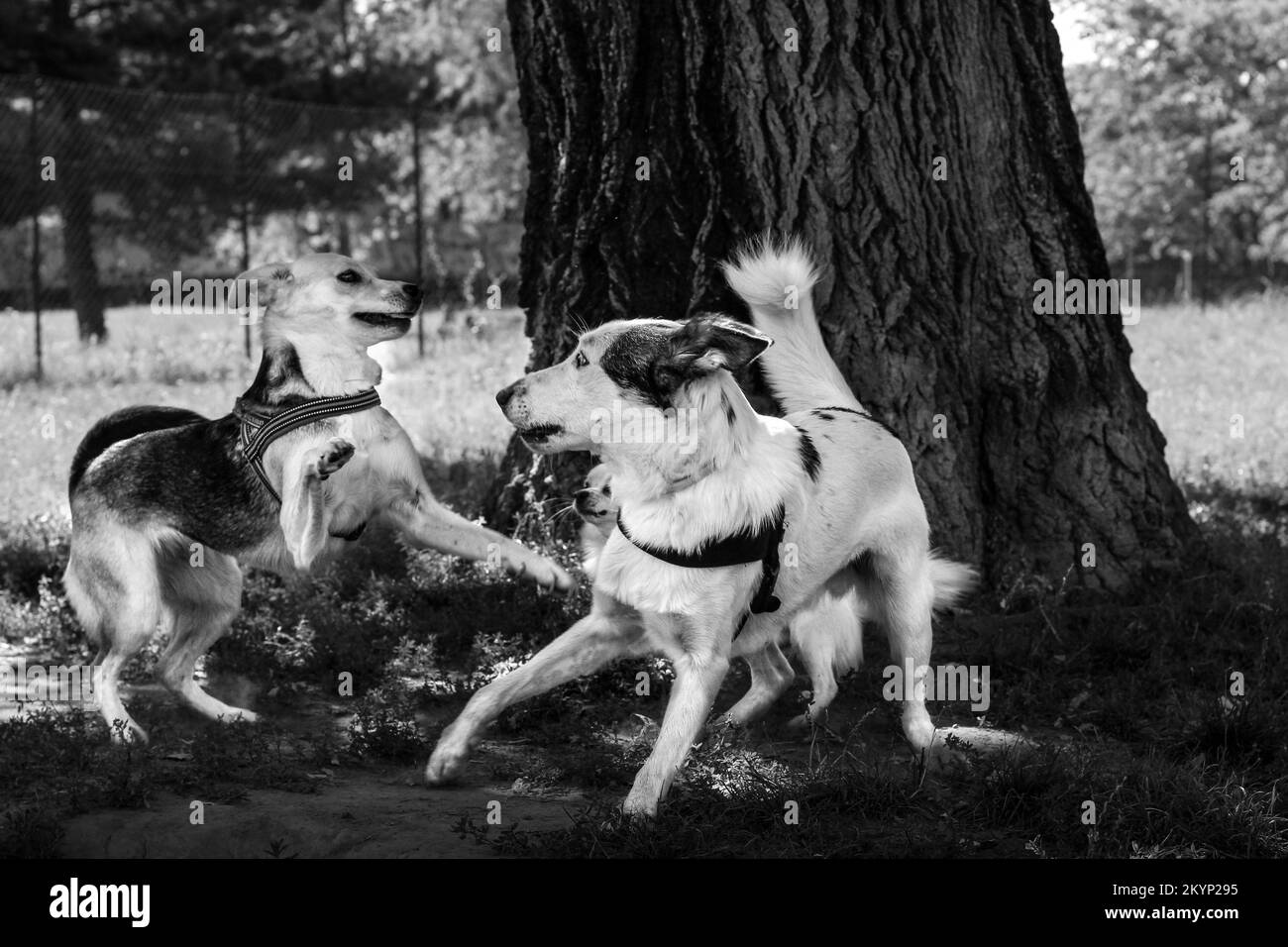 Zwei Hunde, die in einem Hundebereich im Park spielen, an einem schönen sonnigen Tag Stockfoto
